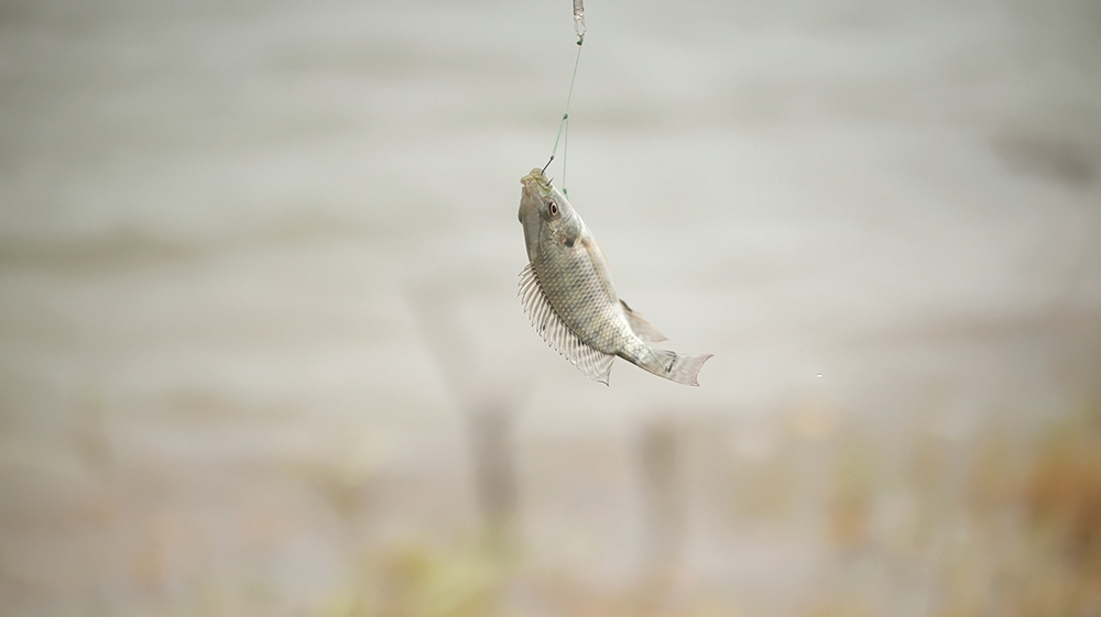 Mereka sering mendapat ikan nila dengan berbagai ukuran di waduk tersebut.