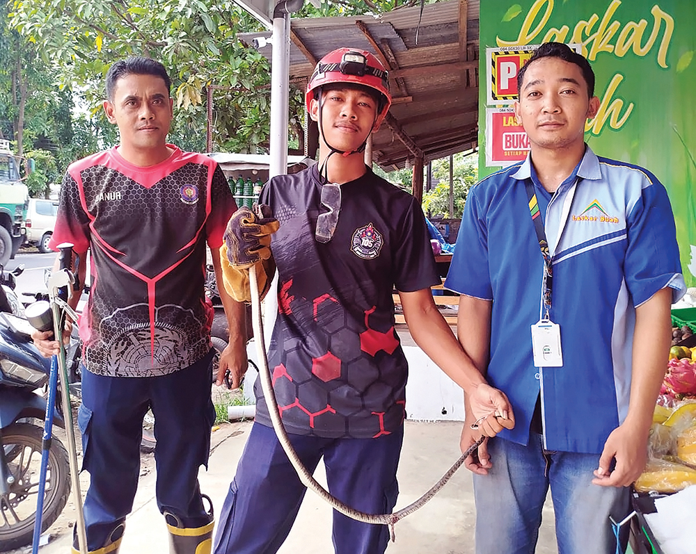 GEMPARKAN WARGA: Petugas damkarmat mengevakuasi ular yang bersembunyi di lapak penjual buah Dusun Cerme, Desa/Kecamatan Pace.