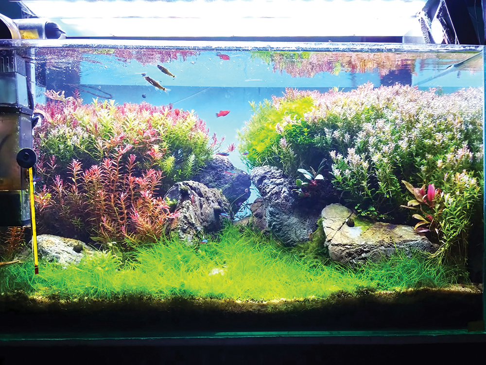 INDAH: Aquascape laris manis menjelang Lebaran karena jadi hiasan ruang tamu warga Kota Angin.