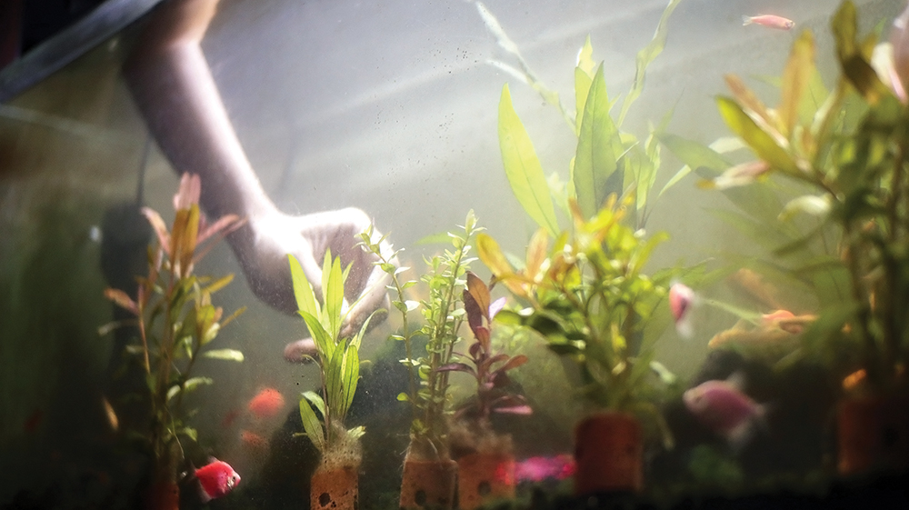 PERAWATAN RUMIT: Pemilik aquascape harus mengatur CO2 agar tanaman di akuarium tidak mati.