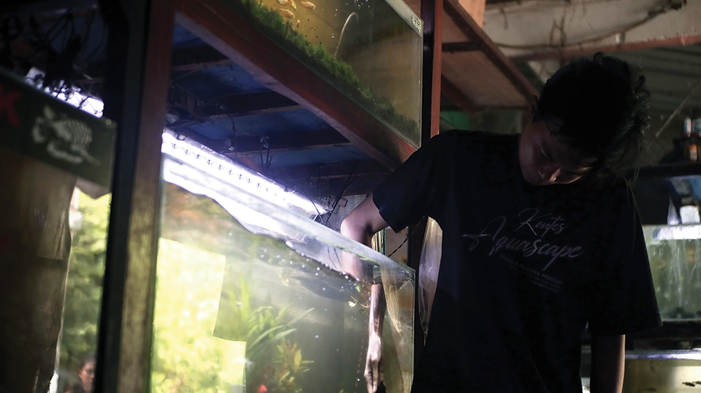  TELATEN: Brendi Persia East menata tanaman untuk aquascape agar hidup alami di akuarium.