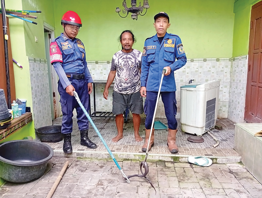 BERBAHAYA: Petugas Damkarmat Nganjuk mengevakuasi ular kobra di bawah mesin cuci milik lansia asal Desa Warujayeng.