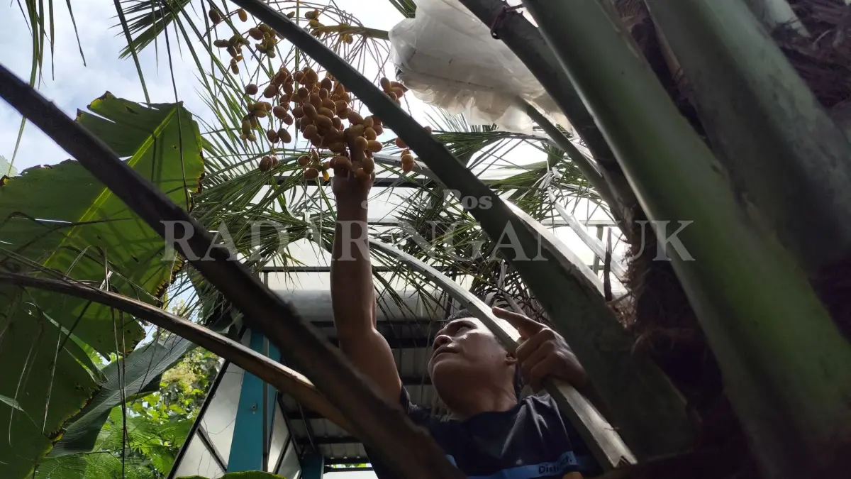 kurma muda banyak manfaat