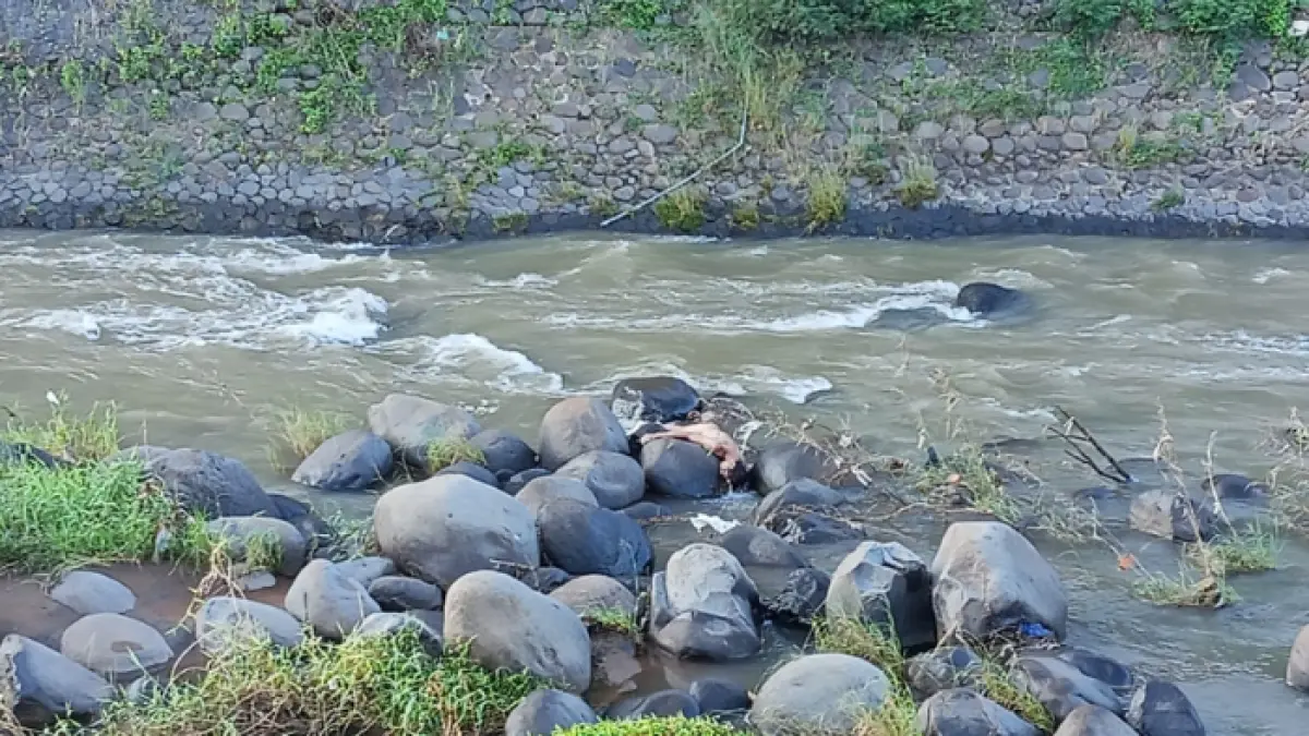 Seorang pria yang sudah meninggal dunia tersangkut di batu sungai Kuncir. 