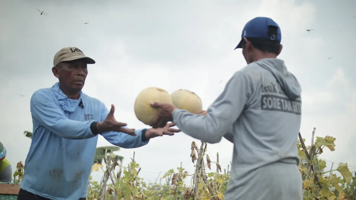 Petani melon di Desa Balongrejo, Kecamatan Bagor