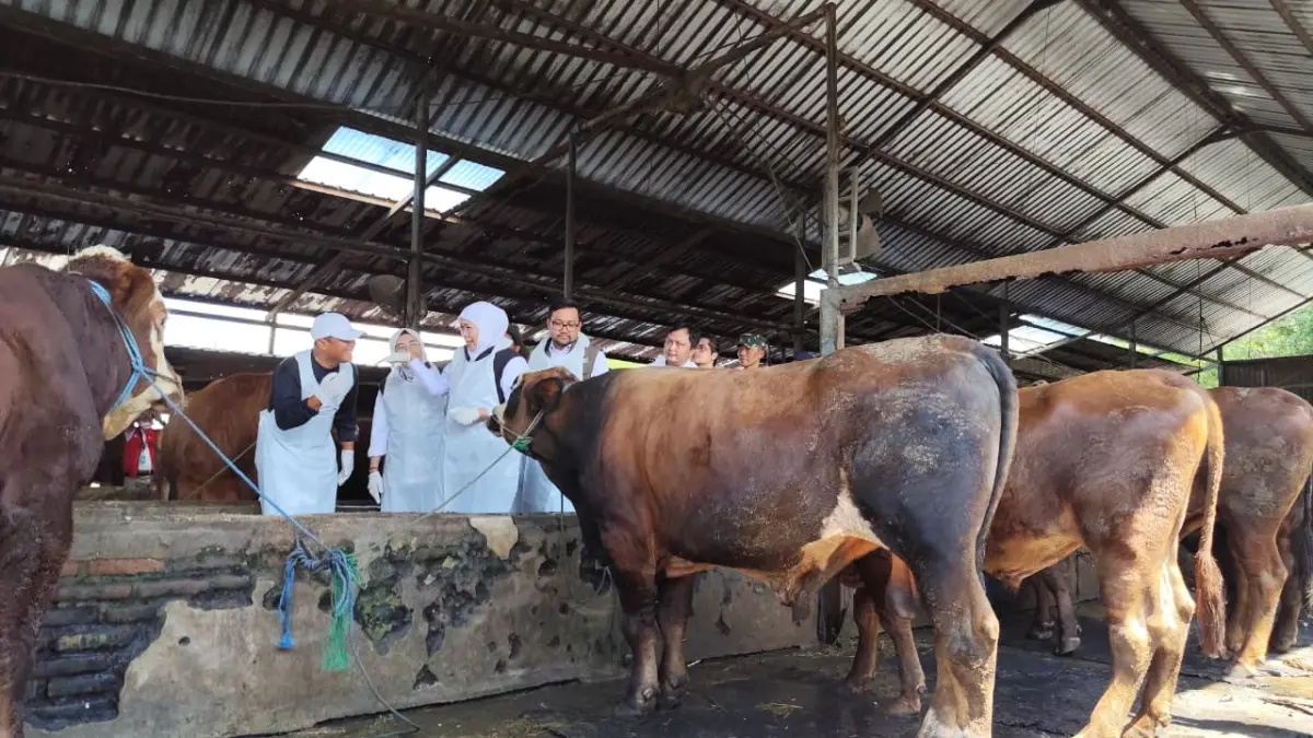 Gubernur Jawa Timur cek sapi yang ada di peternakan Nganjuk