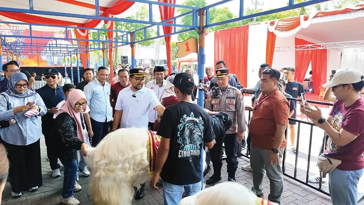 Wakil Bupati Trihandy Cahyo Saputro memantau kontes kambing yang diselenggarakan di GOR Bung Karno pada Selasa (24/5).