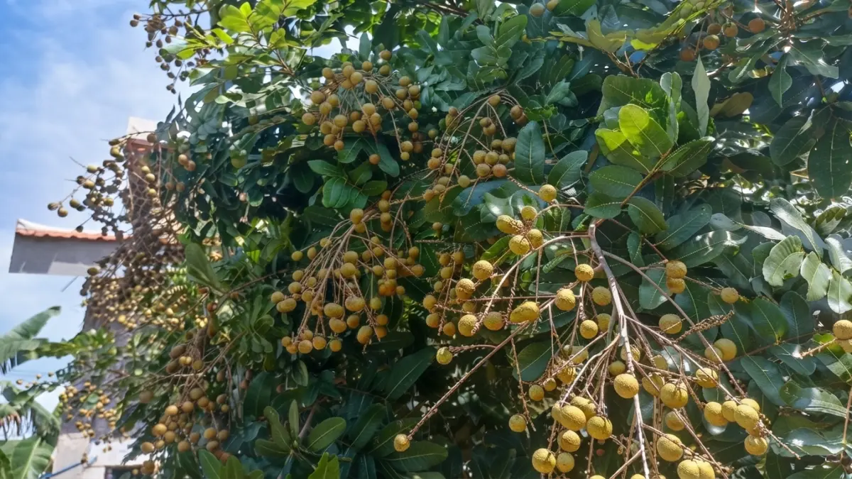 Panen melimpah! Pohon kelengkeng ini penuh dengan buah yang siap dipetik