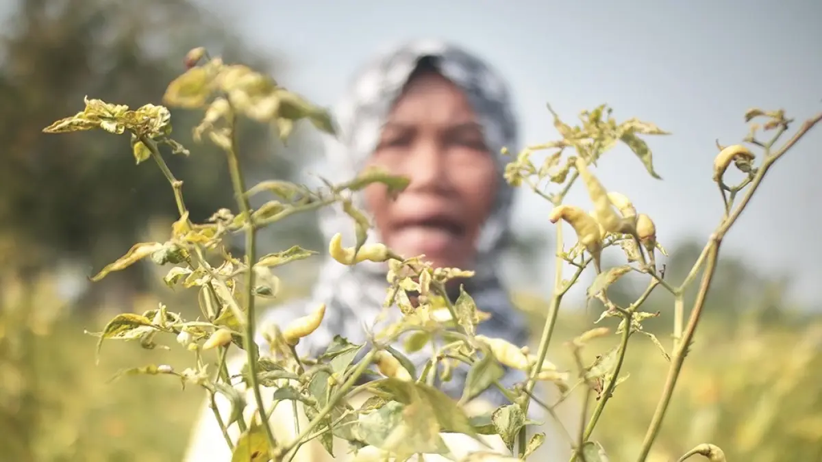 GIGIT JARI: Petani cabai di Desa Sumberkepuh, Kecamatan Lengkong karena serangan hama dan kekeringan. Kerugian petani mencapai ratusan juta karena cabai yang ditanam banyak yang mati. (karen wibi/jprk)