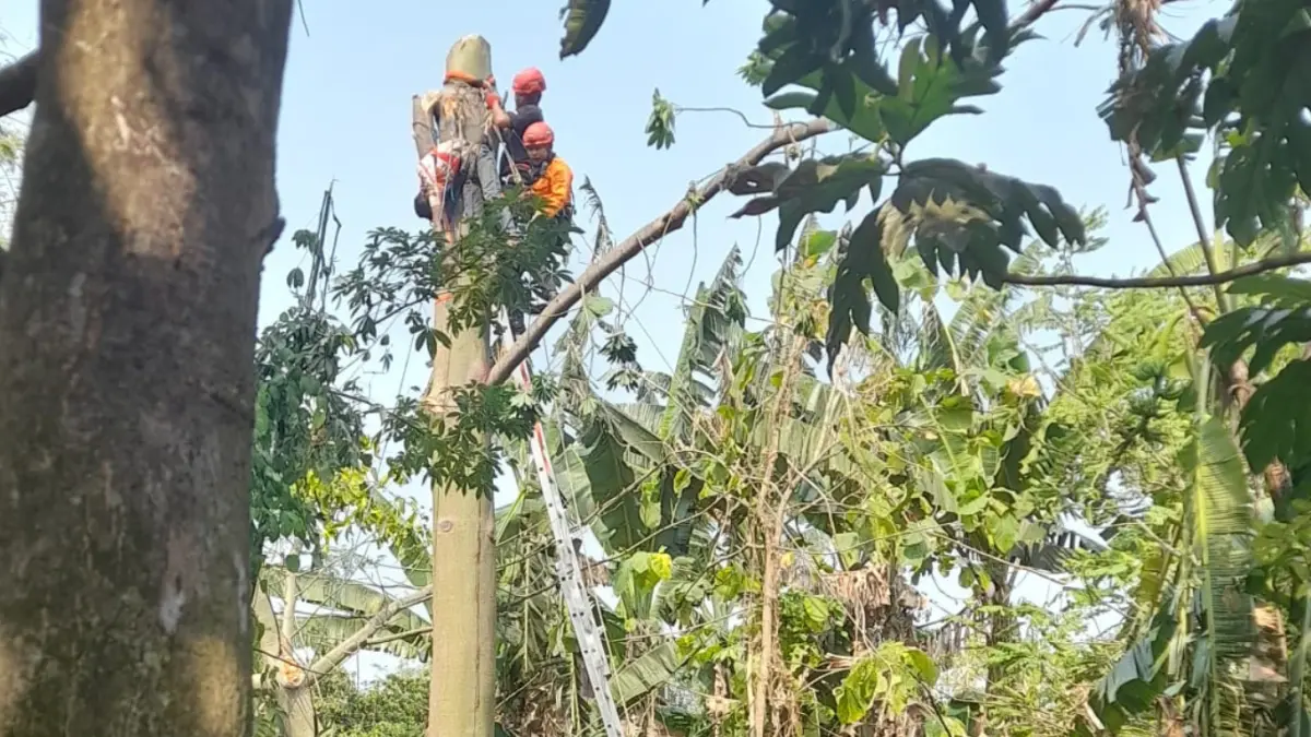 Tim BPBD Nganjuk bergerak cepat melakukan pertolongan pada Korban kecelakaan kerja yang meninggal di atas pohon. (FOTO: BPBD Nganjuk)