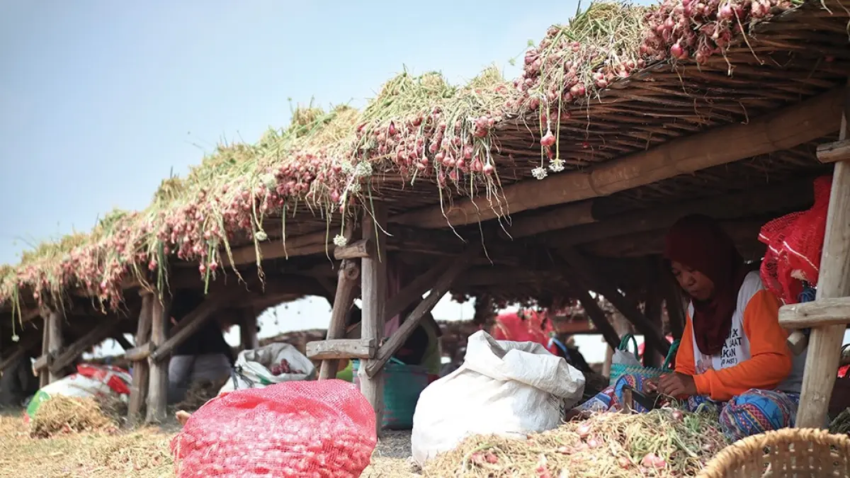 VIRAL: Buruh pitil brambang di Nganjuk mendapat upah Rp 700 per kilogram. Mereka kaget saat mendengar pidato Presiden Prabowo Subianto yang menyebut upah kupas bawang sebesar Rp 700 ribu per kg. (karen wibi/jprk)