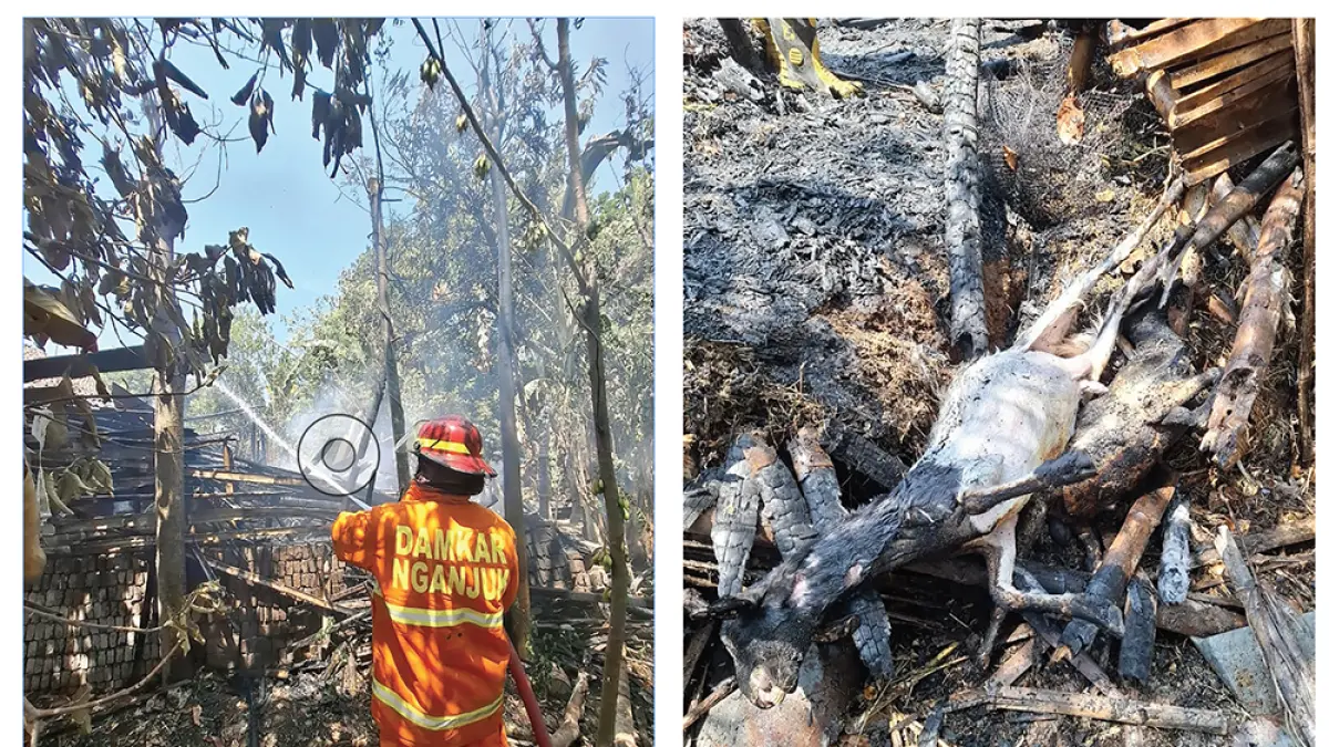 RUGI BESAR: Petugas Damkarmat Nganjuk memadamkan api yang melalap kandang milik Abdul Manan kemarin. Tiga ekor kambing tewas terbakar. (novanda nirwana/jprk)