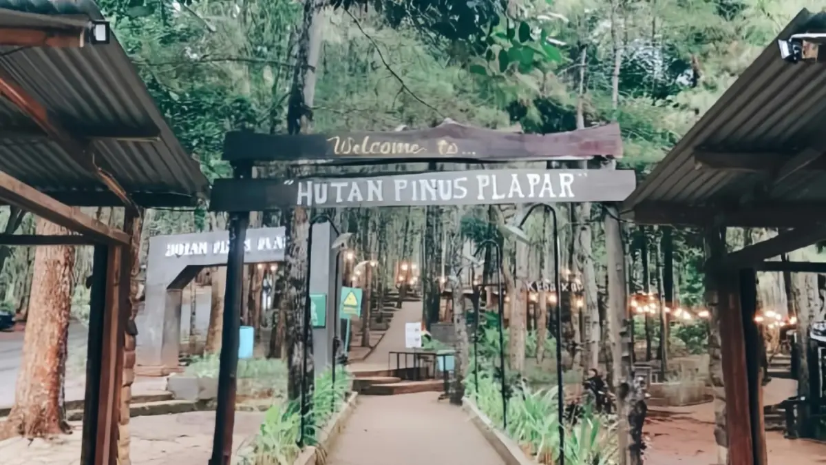 Suasana sejuk di destinasi wisata Hutan Pinus Plapar Kediri.