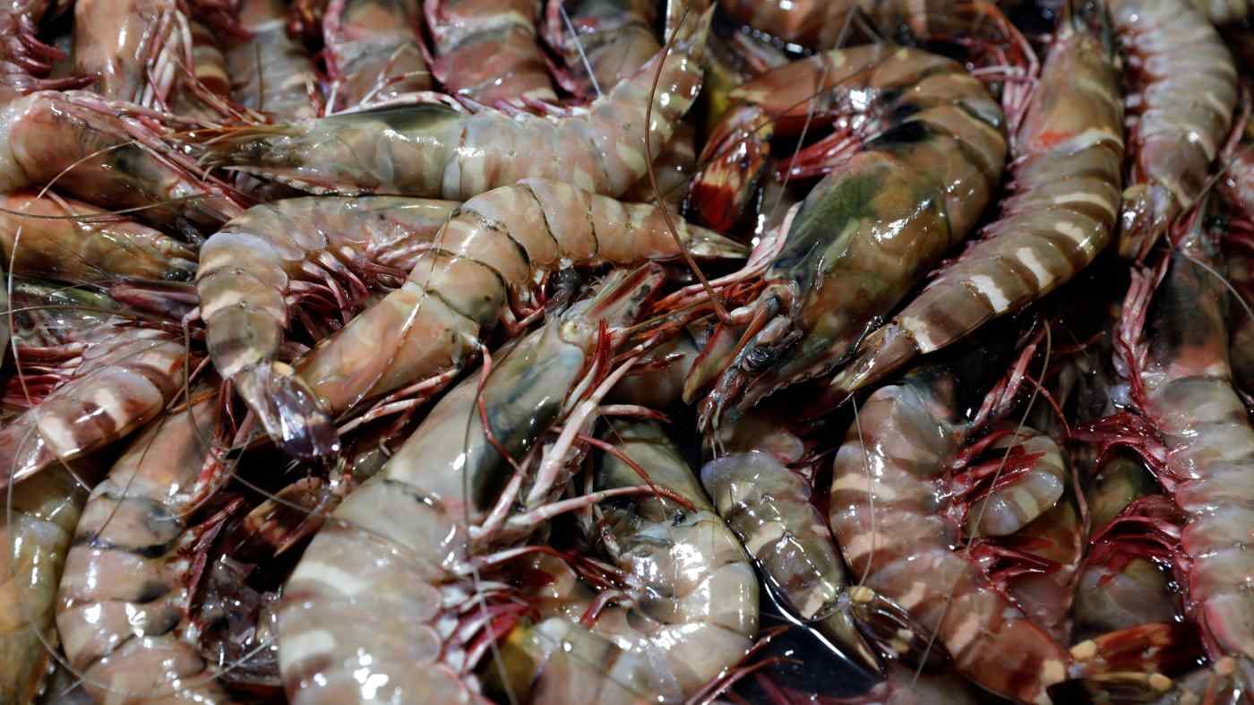 HASIL BUDIDAYA: Udang menjadi salah satu komoditi ekspor andalan Indonesia.