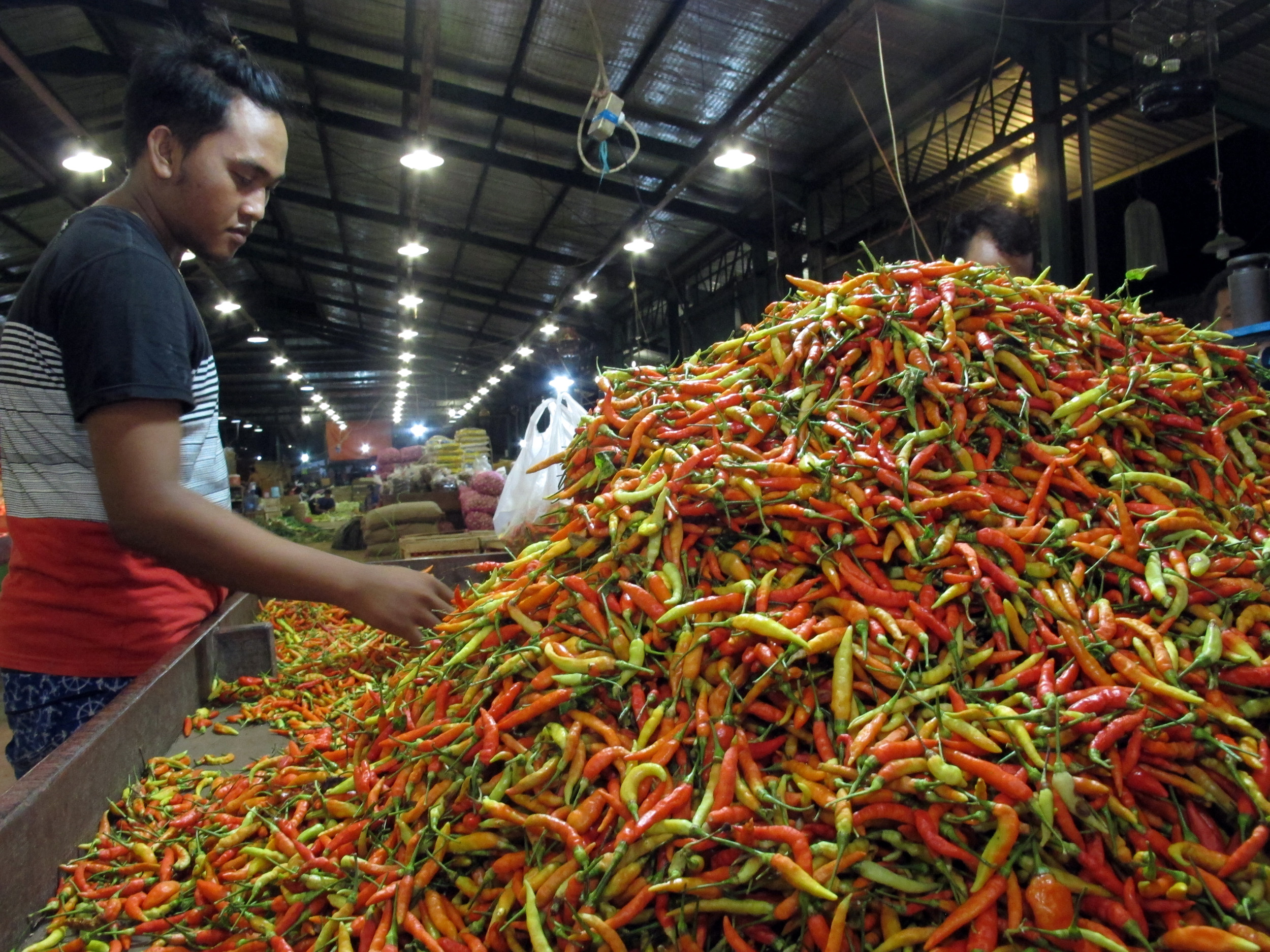 MASUK MASA PANEN: Cabai di beberapa sentra petani sudah mulai panen sehingga pasokannya melipah.