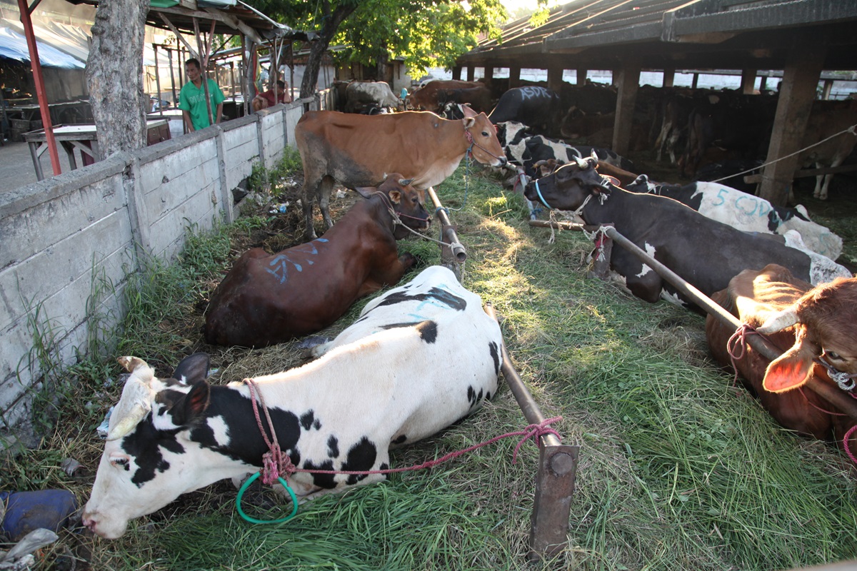 ANTISIPASI KENAIKAN PERMINTAAN: Kebanyakan pasokan sapi di Jatim adalah impor dari Australia atau didatangkan dari daerah luar Jatim.
