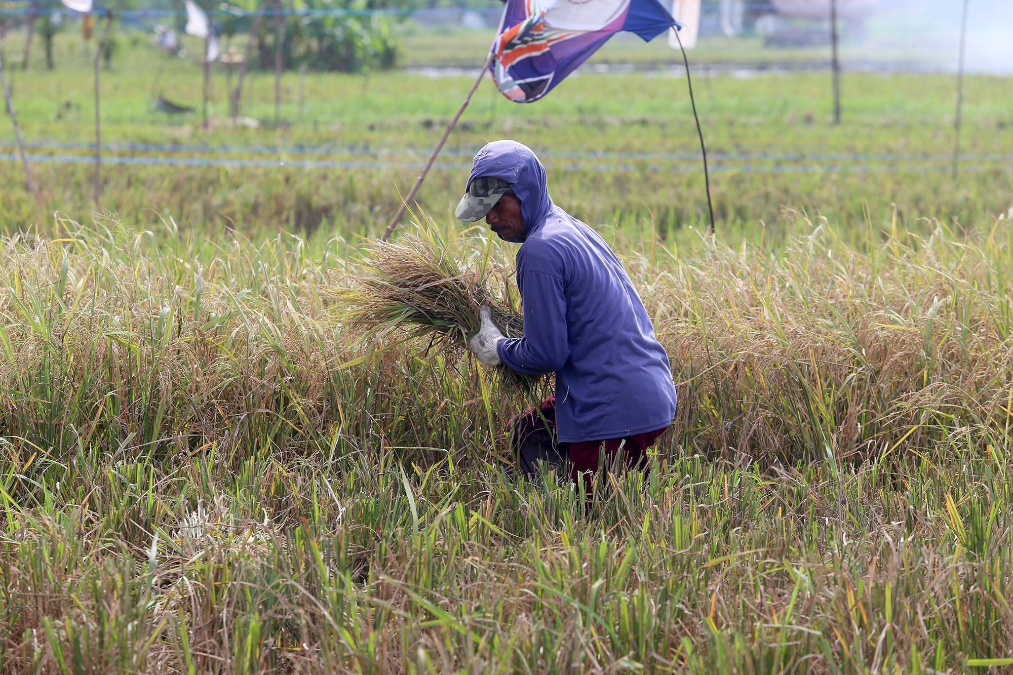 PANGAN: Sejak 2020 hingga 2022 produksi padi di Jatim mengalami penurunan.