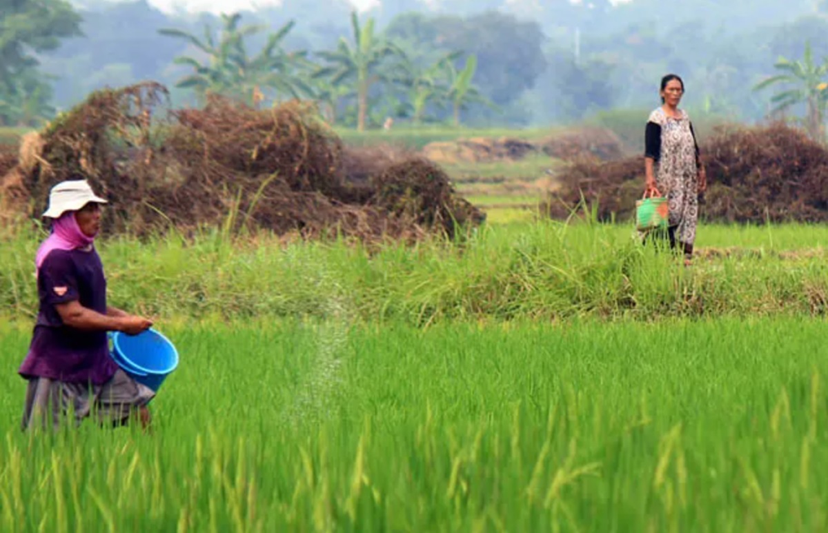 ANCAM PRODUKSI PANGAN: Alokasi pupuk subsidi di Jatim tahun 2024 hanya 963.847 ton, padahal tahun 2023 lalu sebanyak 1.626.055 ton.