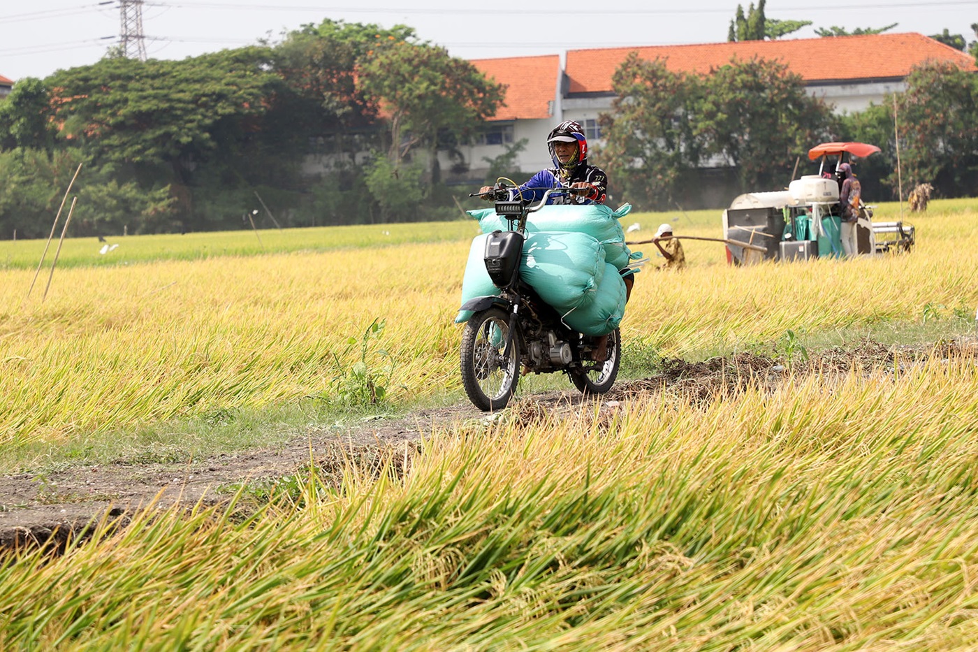 MENURUN: Dampak El Nino yang melanda membuat produksi pertanian terganggu.