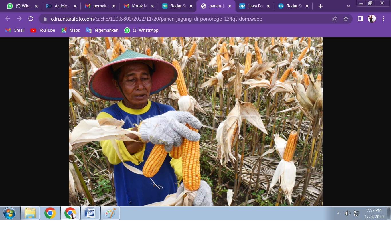 NAIK: Luas tanam jagung di Jatim tahun ini ditarget mencapai 1.257.005 hektare.