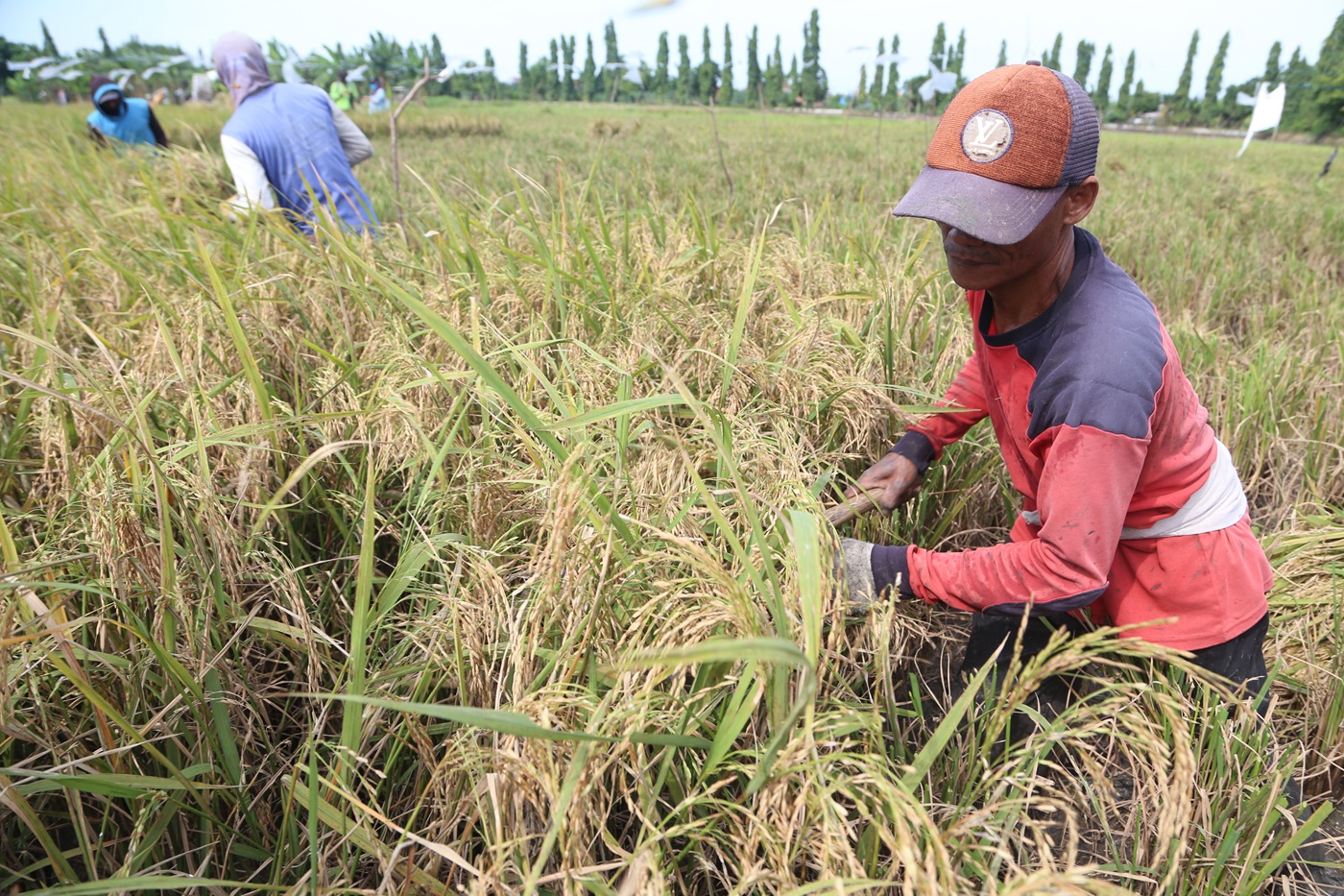 PANEN PADI: Produksi beras sempat turun di 2023 akibat El Nino, tahun in produksinya diperkirakan naik.