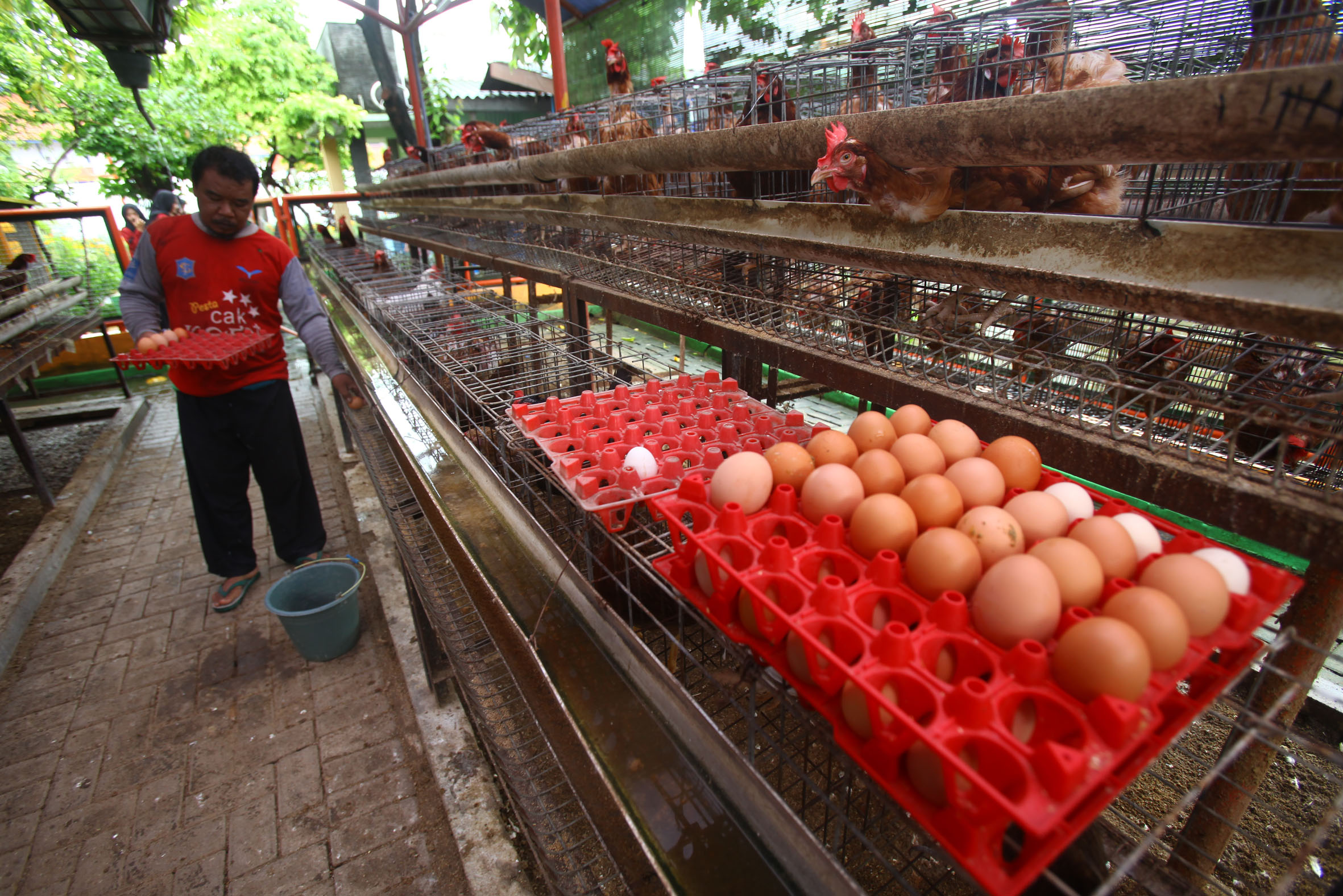 MERUGI: Naiknya harga jagung membuat biaya operasional peternak ayam petelur membengkak.