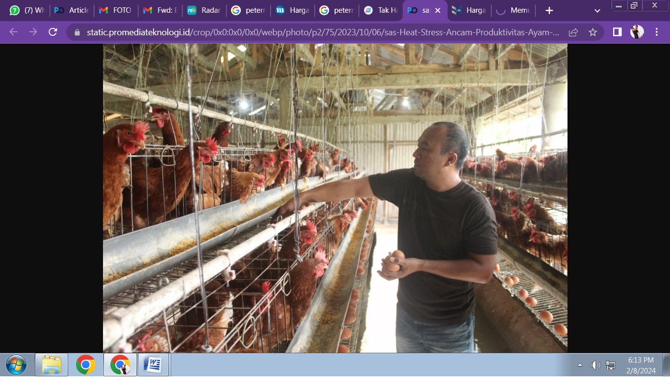 MERUGI: Harga jual telur di peternak belum sebanding dengan mahalnya biaya operasional.