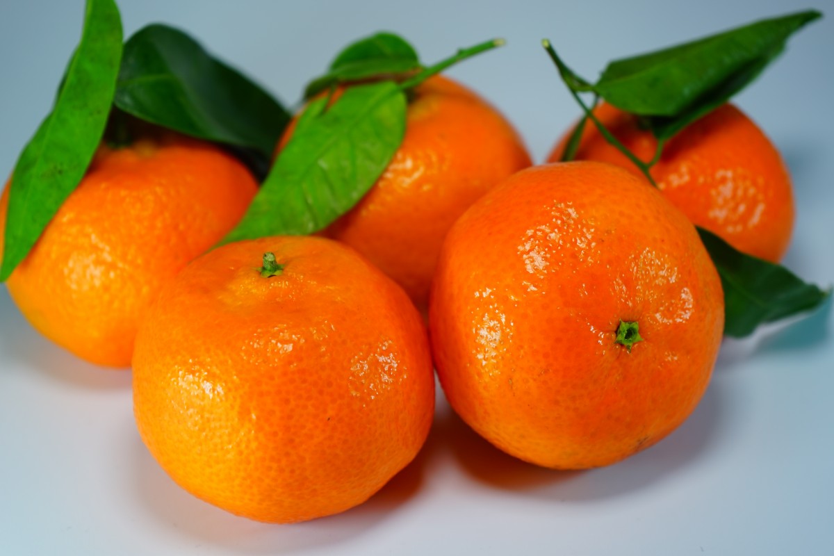 Jeruk mandarin