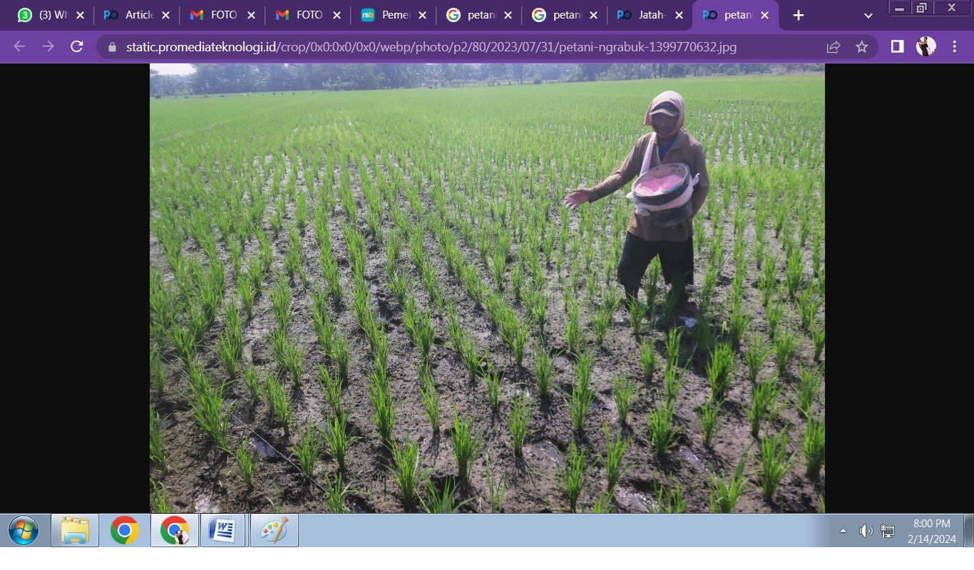 FAKTOR PENTING: Saat masa tanam pupuk menjadi kebutuhan penting yang turut menentukan hasil produksi kelak.