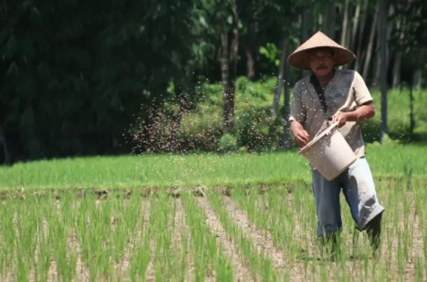 Pupuk subsidi menjadi harapan para petani  agar ongkos produksi tak membengkak.