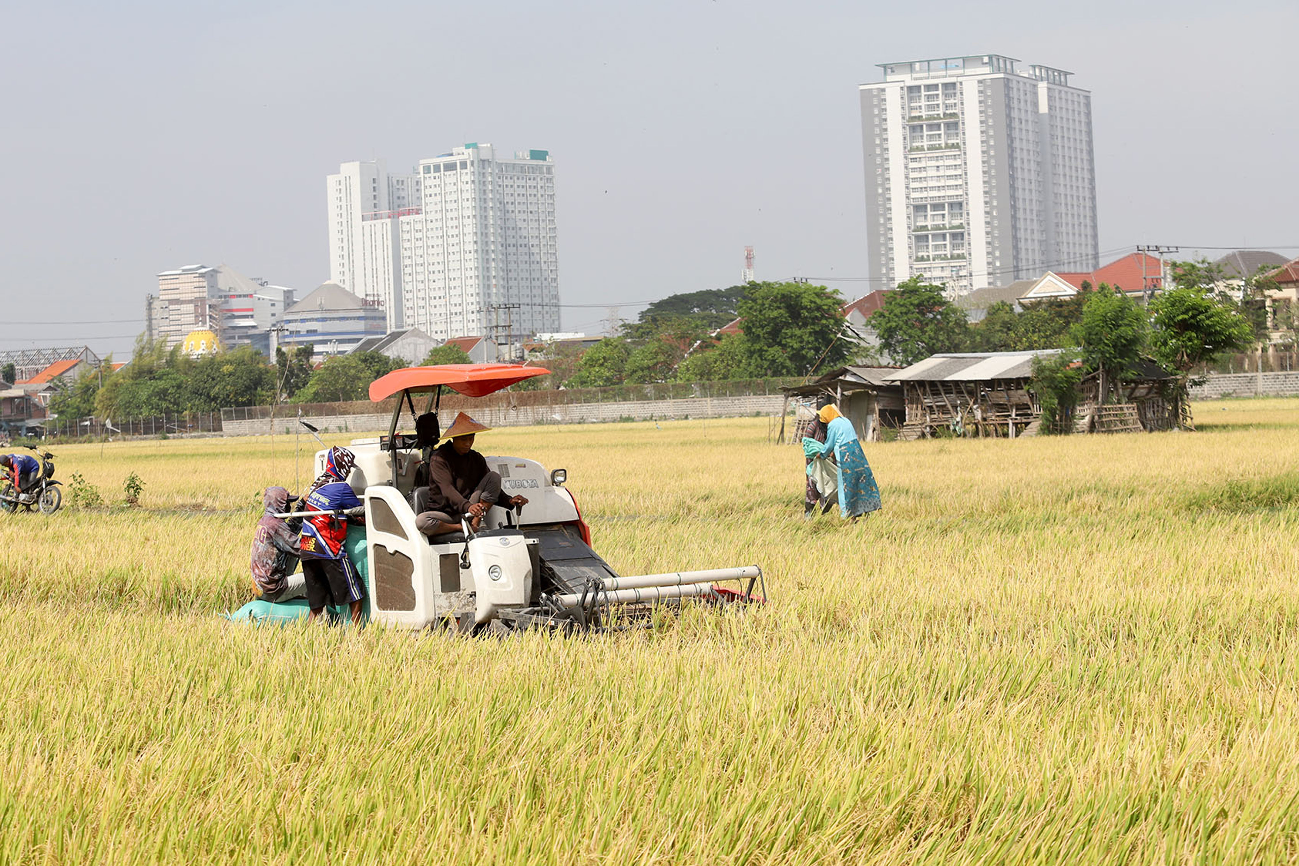 MENURUN: Akibat anomali cuaca produksi padi di Jatim terganggu.