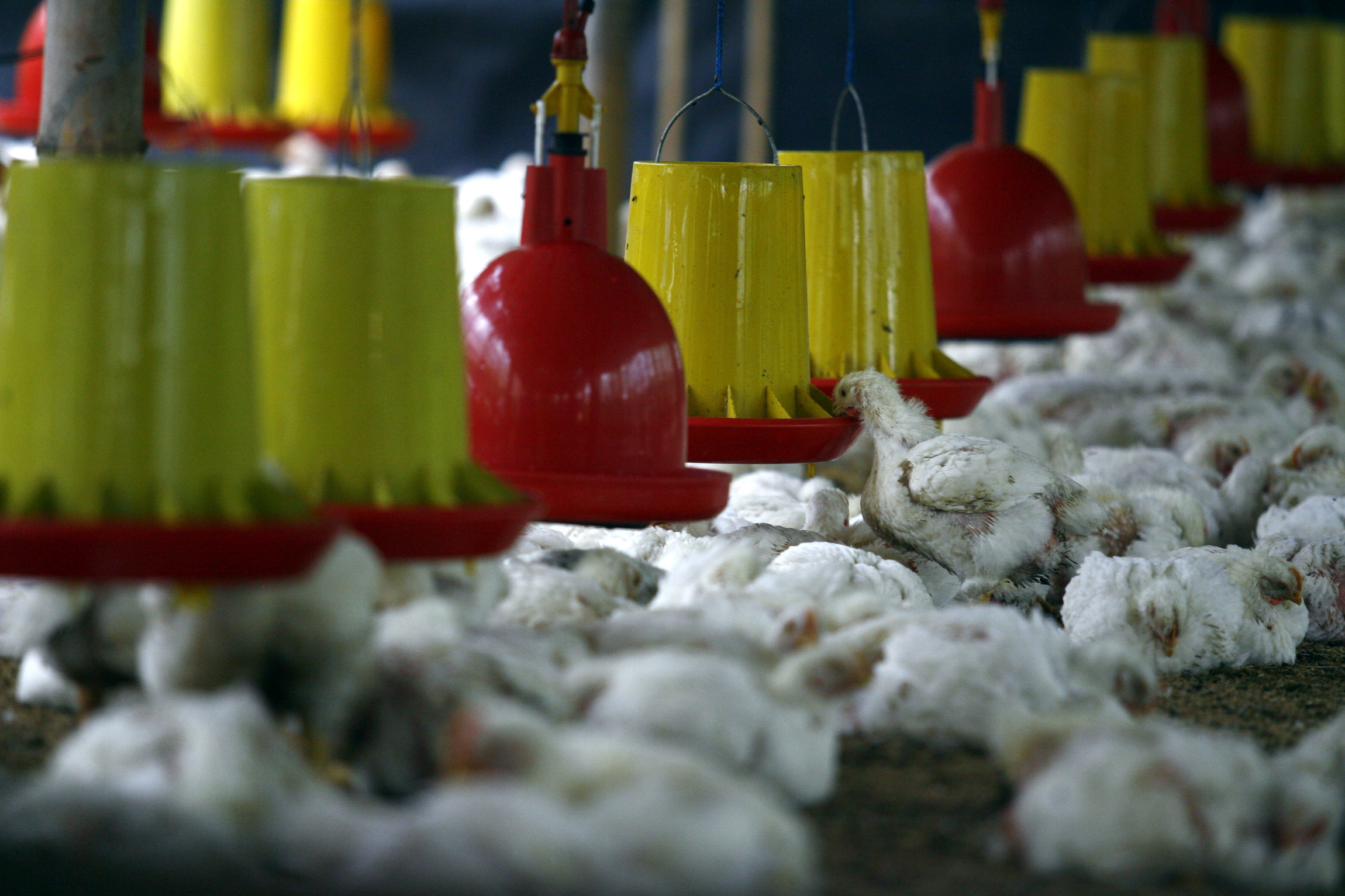 MEROKET: Harga daging ayam dan telur masih terus berlanjut sehari sebelum Ramadan.