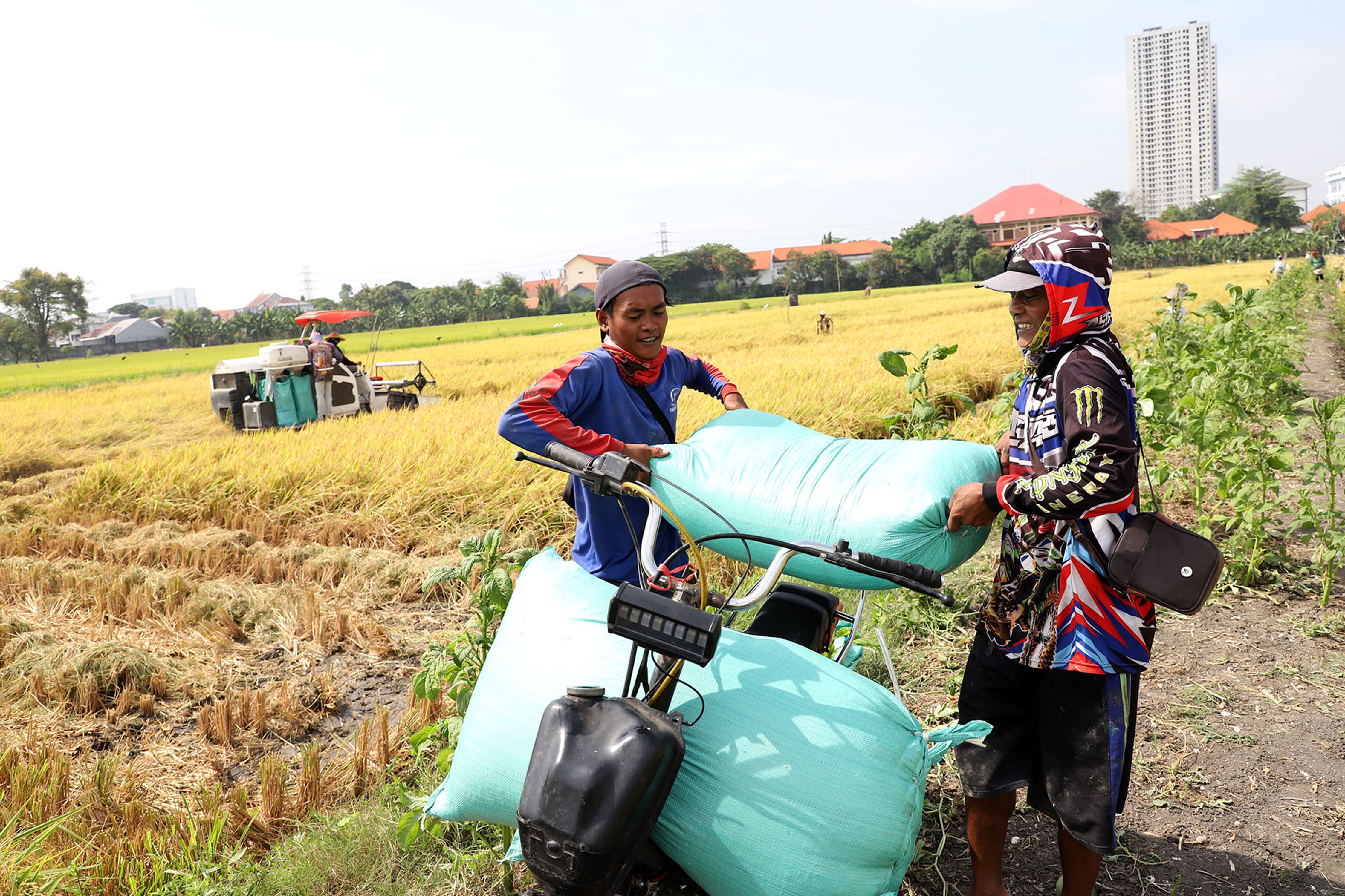 Untuk mengamankan cadangan beras salah satunya yakni dengan menyerap beras petani saat panen raya.