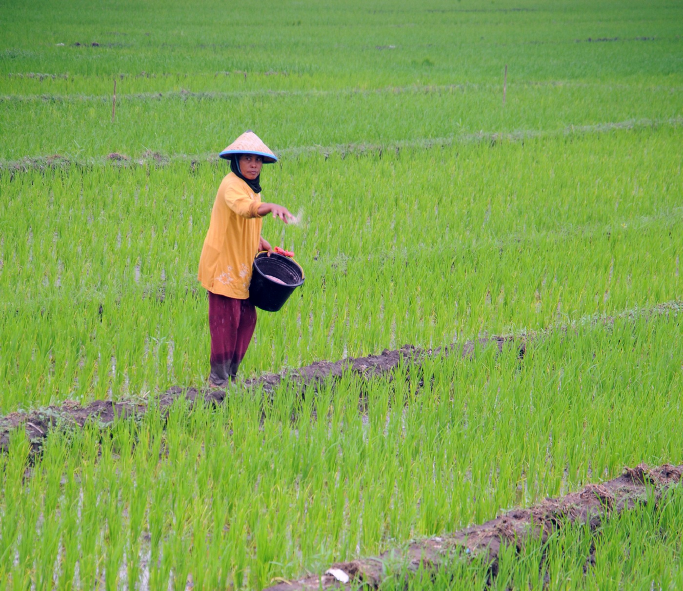 Pupuk subsidi menjadi kebutuhan penting bagi petani yang mendorong kualitas dan kuantitas produksi pangan.
