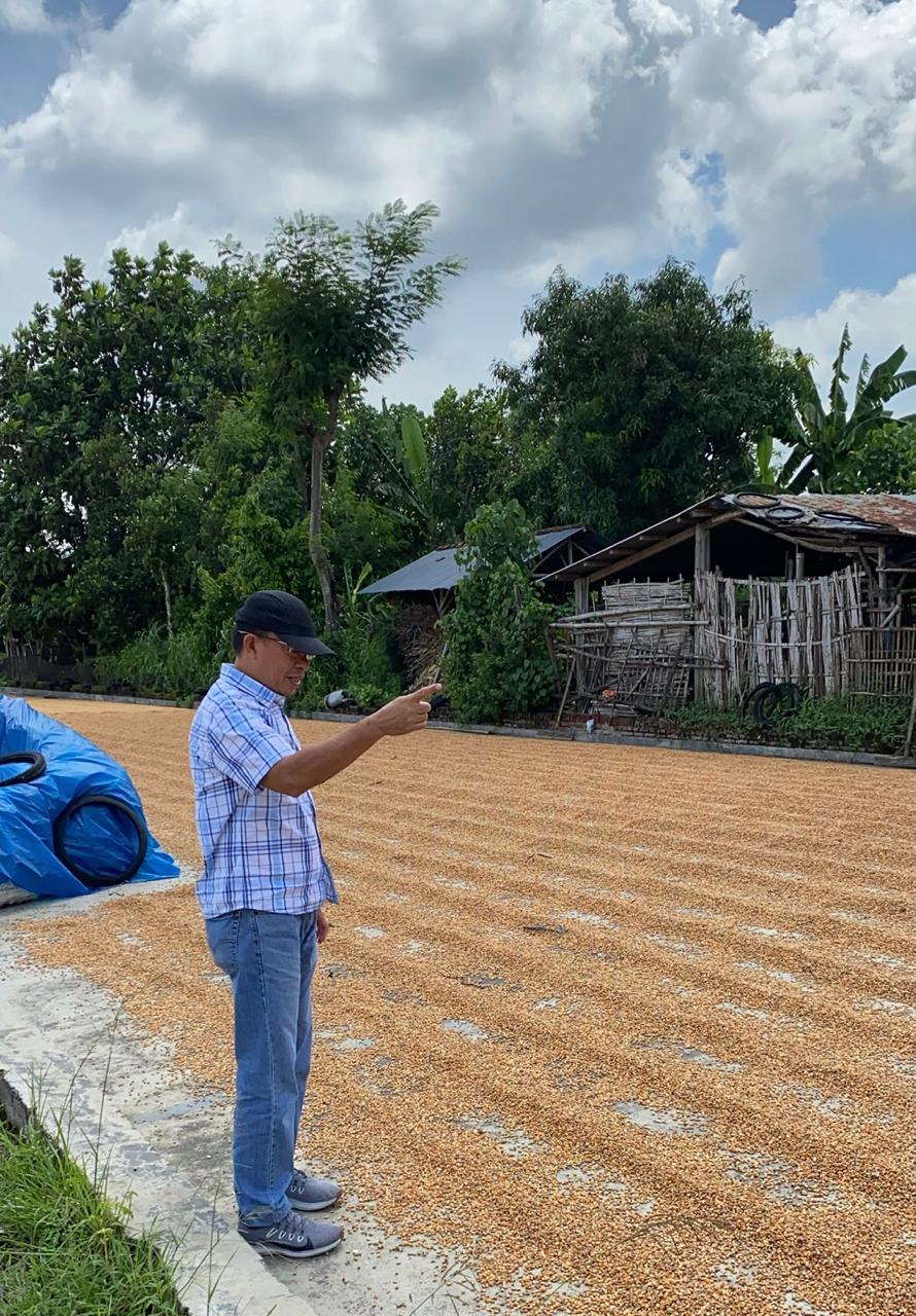 SERAP PRODUKSI LOKAL: Pemimpin Wilayah Perum Bulog Kanwil Jatim Ermin Tora saat meninjau penjemuran jagung oleh petani.