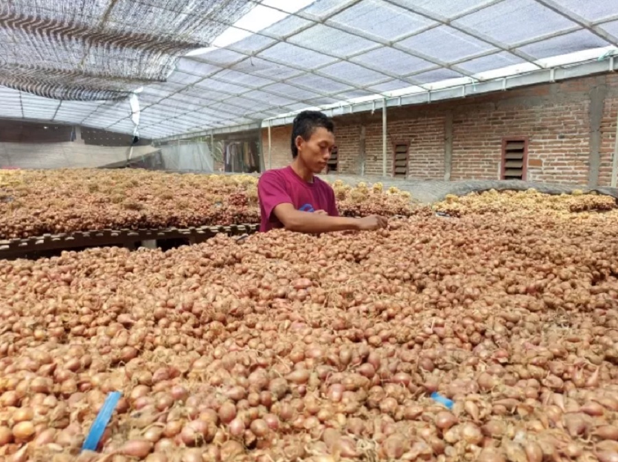 Petani bawang merah di Nganjuk, Jawa Timur tengah menjemur bawang merah hasil panen mereka.