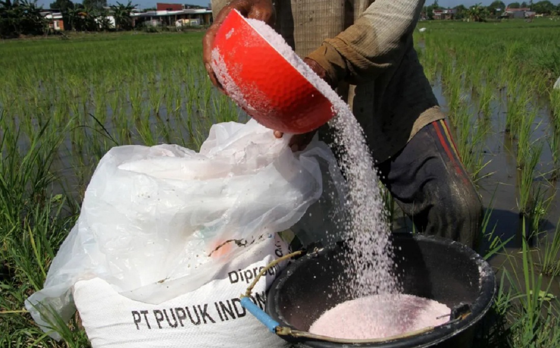 Setelah pemerintah menaikkan subsidi pupuk kini pasokannya melimpah.