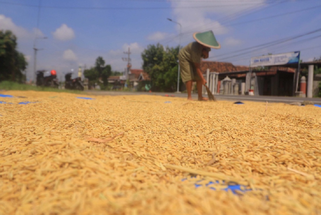 Seiring masa panen raya harga gabah pun turun.