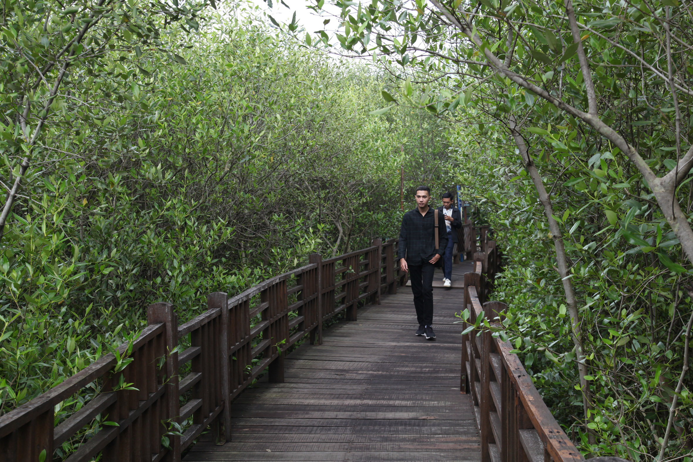 Kebun Raya Mangrove.