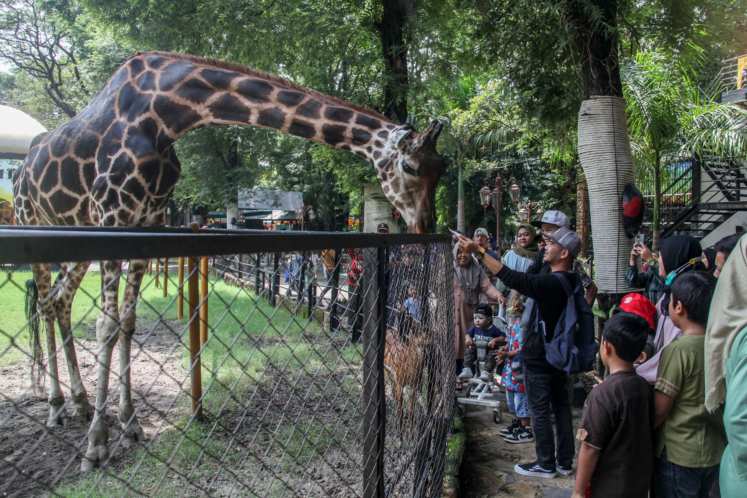 Di Kebun Binatang Surabaya pengunjung bisa menambah pengetahuan seputar fauna.