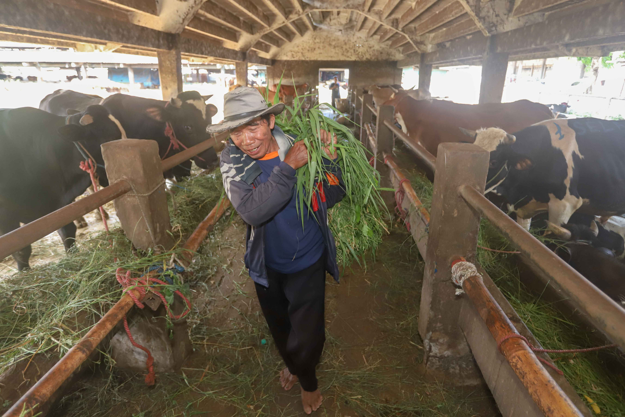 PERMINTAAN NAIK: Tiga pekan menjelang Idul Adha harga sapi untuk kurban mengalami lonjakan.