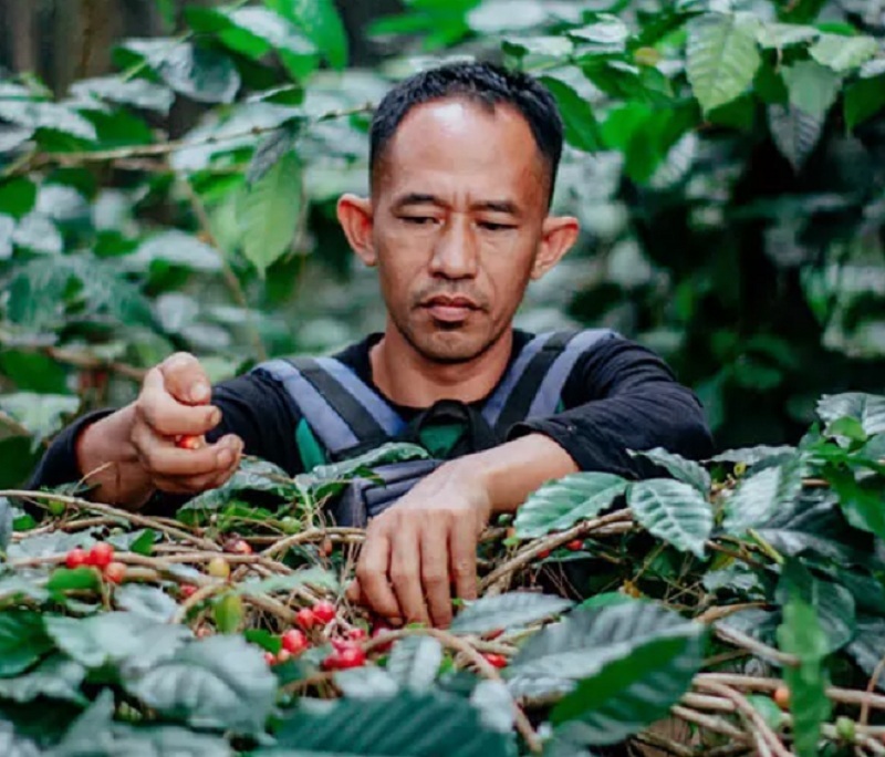 OPTIMALISASI: Dalam rangka mendongkrak produksi perkebunan kopi Dinas Perkebunan Jatim bekerja sama dengan perguruan tinggi.
