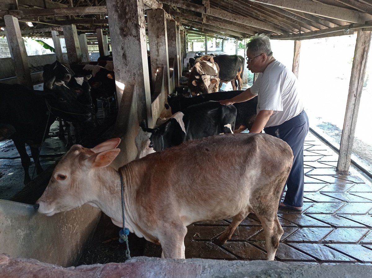 PETERNAK SAPI PERAH: Kebutuhan susu segar harian dan produksi di Jatim belum seimbang.