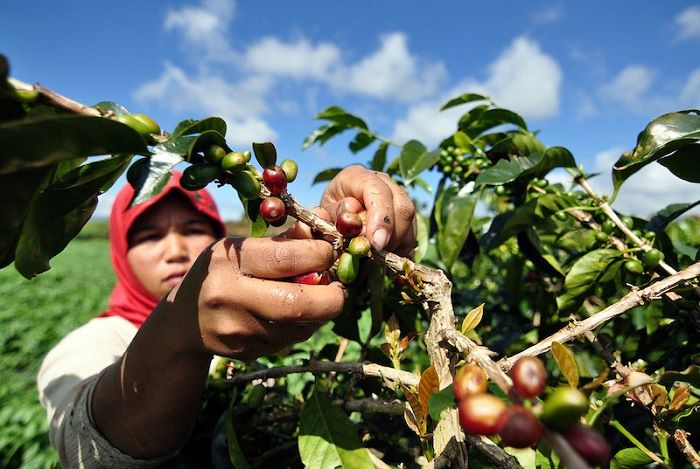ILUSTRASI: Tahun 2023 luas areal kopi di Jatim berkurang menjadi 115.921 hektare, karena perkebunan kopi milik petani beralih fungsi menjadi kebun tebu.