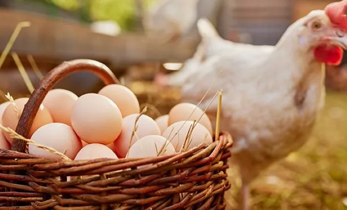 MAHAL: Harga telur ayam kampung hari ini naik Rp 7.567 per kilogram menjadi Rp 53.187.