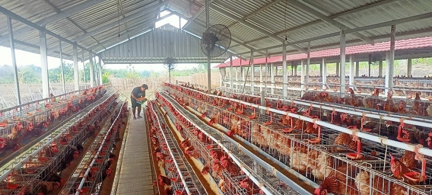 PANEN: Peternak menilai harga telur ayam ras Rp 24.000 per kilogram (kg) terlalu murah karena biaya pakan makin mahal.