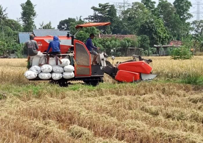 PANEN: Presiden Prabowo Subianto menargetkan empat tahun lagi, Indonesia sudah harus bisa swasembada pangan.