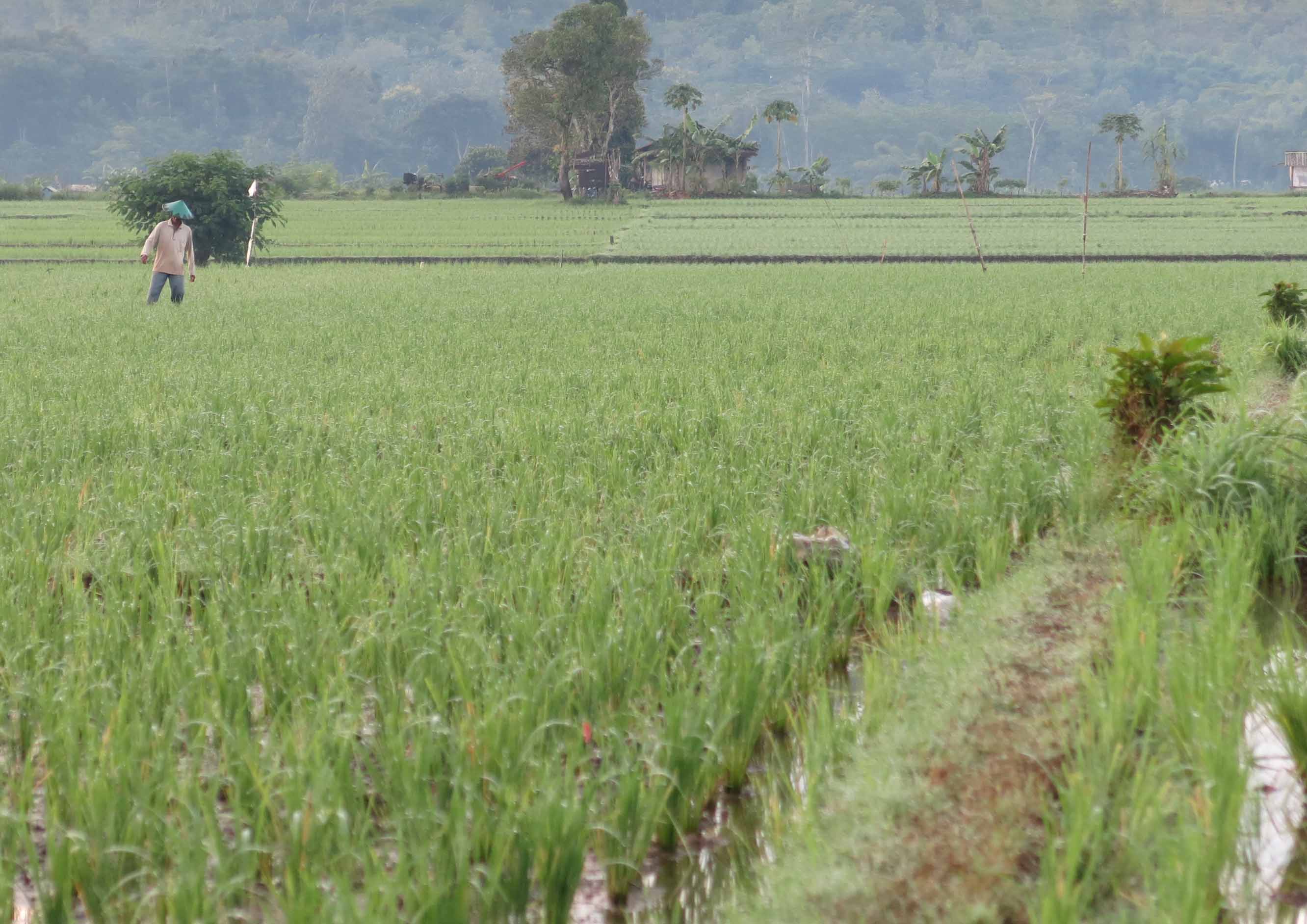 CETAK SAWAH: Pemerintah mengalokasikan Rp 15 triliun di tahun 2025 untuk cetak sawah dalam program swasembada pangan.
