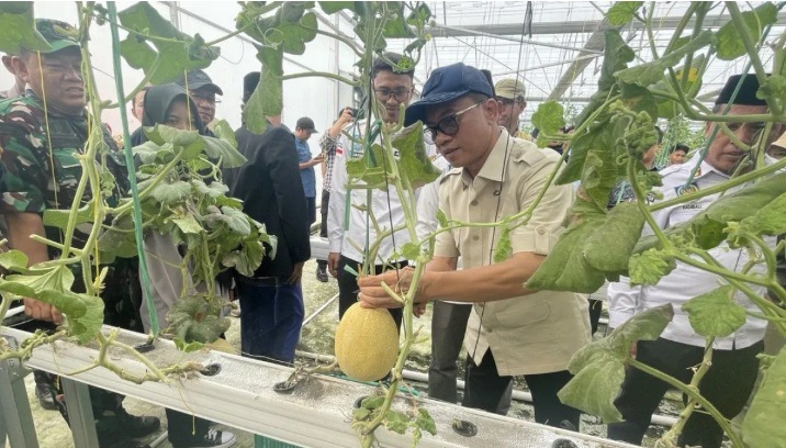 SWASEMBADA PANGAN: Menteri Desa dan Pembangunan Daerah Tertinggal (PDT) Yandri Susanto, memanen melon di Waringin Kurung, Kabupaten Serang, Banten, Minggu (24/11).
