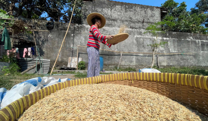 TELATEN: Seorang petani membersihkan padi hasil panen mereka dari kotoran-kotoran.